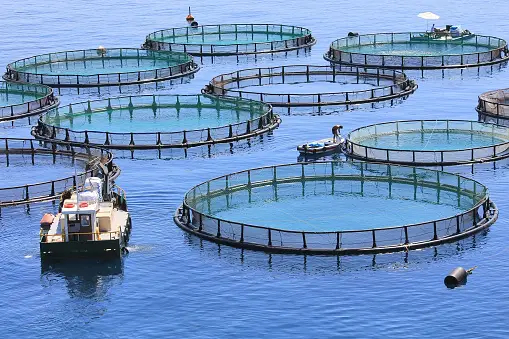 Aquaculture Аквакультура