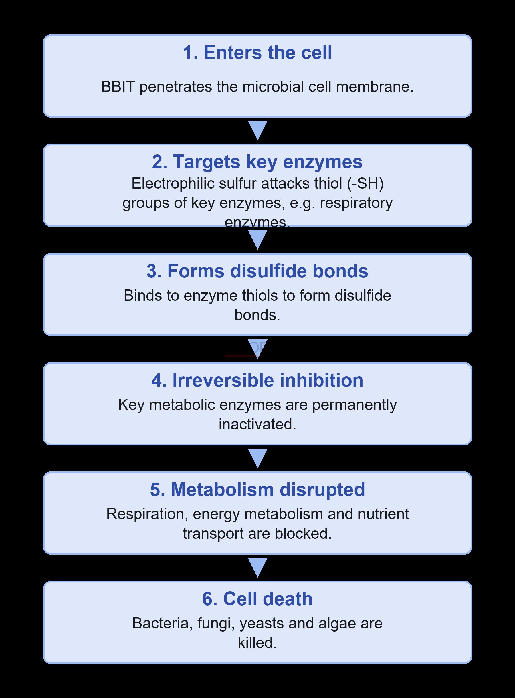 BBIT Antimicrobial Mechanism Process Антимикробный механизм BBIT от проникновения в клетку до гибели микробных клеток