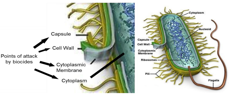 Точка атаки биоцидов