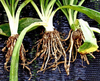 Высокоэффективные регуляторы роста растений для борьбы с сорняками Бутралин 95% Tc Контактный ингибитор почек Гербицид Бутралин уничтожает сорняки