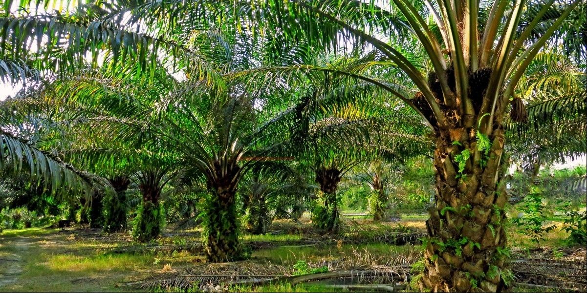 пальмовое масло богато жирными кислотами с цепью C12-C14.