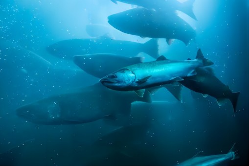 Аквакультура